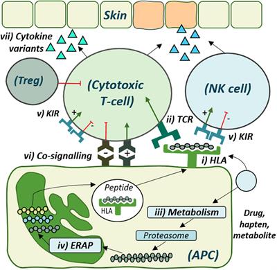 Genomic Risk Factors Driving Immune-Mediated Delayed Drug Hypersensitivity Reactions